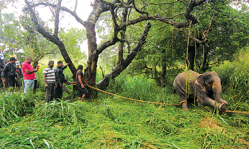 Elephant kills two in Sri Lanka