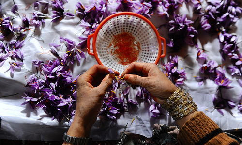 Afghan saffron pickers offer alternative to opium