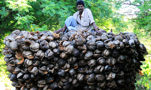 Sri Lanka's tree of life