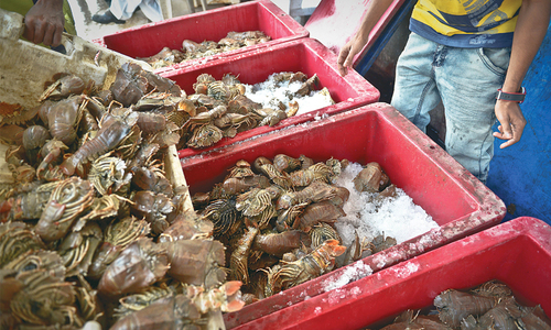 Lobster fishery on the verge of collapse, warn experts