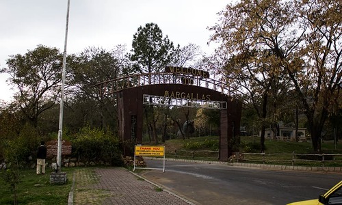 Distress calls: Wildlife at Margalla Hills under threat