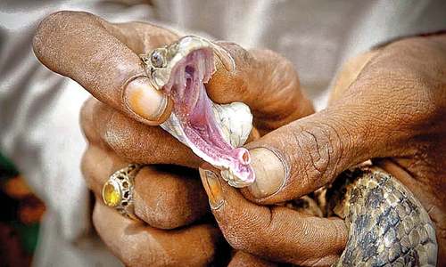 Charming the snake Charming the snake