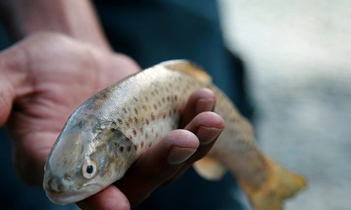 Trout decline hits Himalayan communities