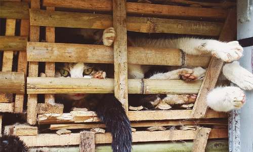 Thousands of cats saved from butchers’ knives Thousands of cats saved from butchers’ knives