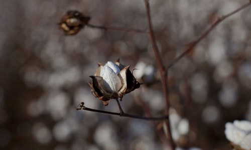 Two cotton varieties evolved by IUB declared the best