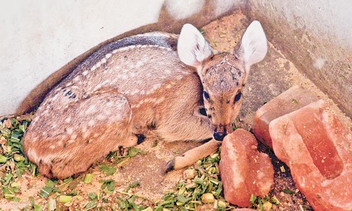 Hog deer, black buck births at zoo