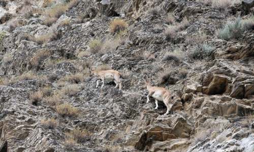 Chitral’s markhor population now out of danger Chitral’s markhor population now out of danger
