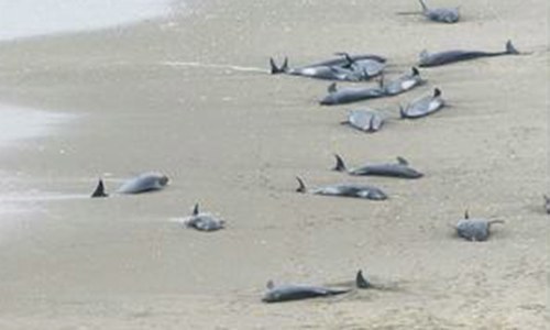 Over 140 melon-headed whales feared dead in Japan