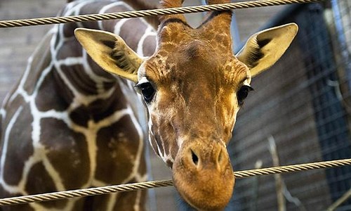 Last giraffe at Lahore zoo dies of heart attack
