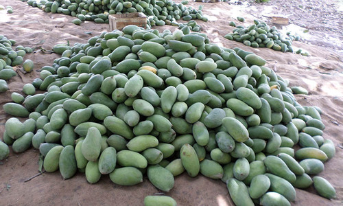 Fears of a lower mango crop in Sindh Fears of a lower mango crop in Sindh