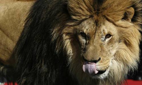 Lone lion at Rawalpindi's Lohi Bher park dies