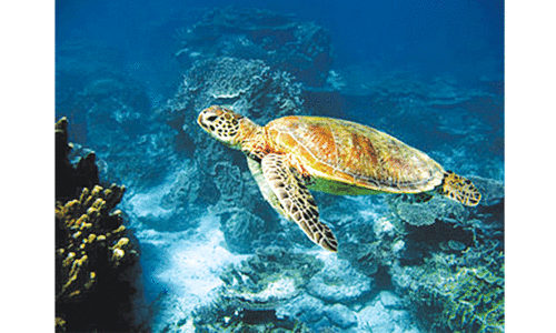 The plight of the oceans