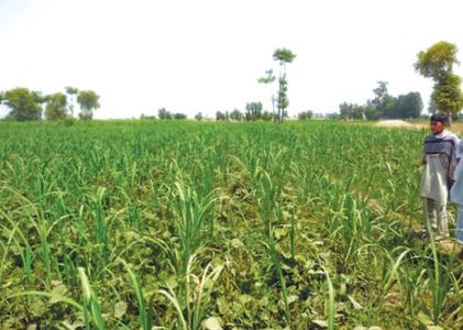 ‘Successful’ inter-cropping of mung-bean, sugarcane in Toba ‘Successful’ inter-cropping of mung-bean, sugarcane in Toba