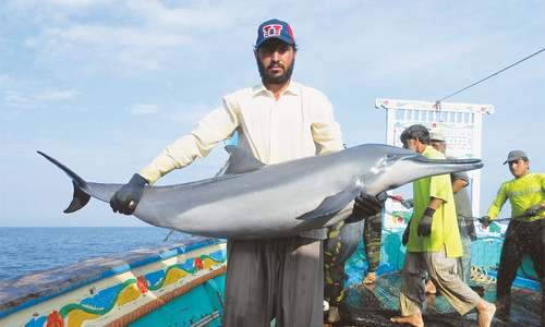 12,000 dolphins killed every year in Pakistan