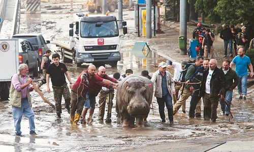 Lions, tigers on the loose in Georgia after floods