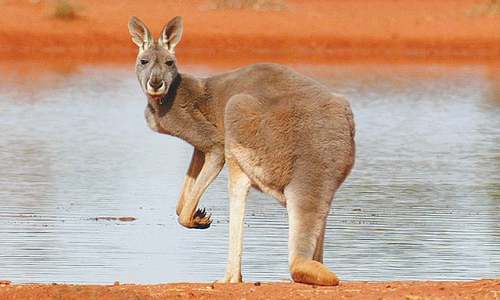 Most kangaroos are left-handed: study