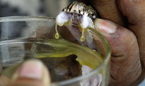 Six held for smuggling snake venom in India