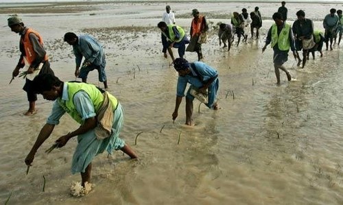 Citizens put heads together to make Karachi 100,000 trees richer