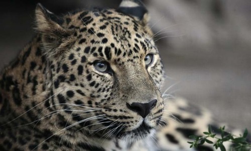 Leopard cub becomes &lsquo;delightful&rsquo; addition to zoo
