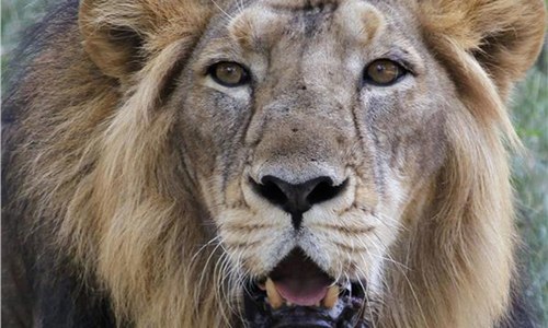 India officials say recent floods killed 10 endangered lions India officials say recent floods killed 10 endangered lions