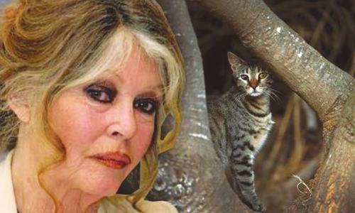 Brigitte Bardot slams Australia&rsquo;s plan to kill 2m feral cats