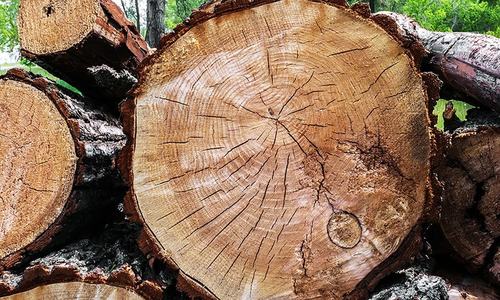 A culture of greed: How CDA is destroying Islamabad's environment