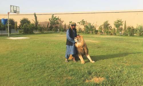 Footprints: Parenting a lion