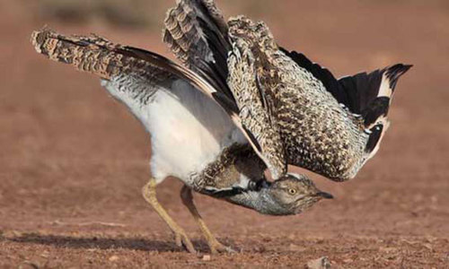 Saving the houbara Saving the houbara