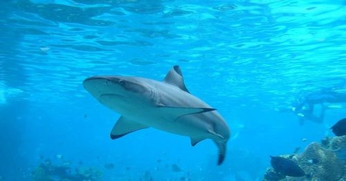 Australian beaches closed after another shark attack