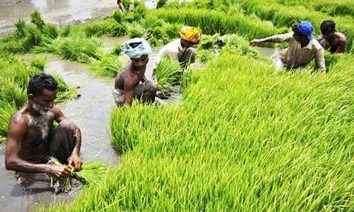 Iran asked to lift rice, kinno import ban