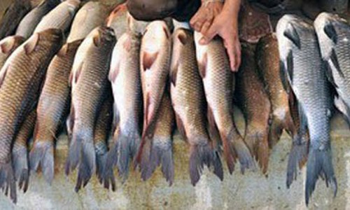 Lack of political will plagues fisheries department
