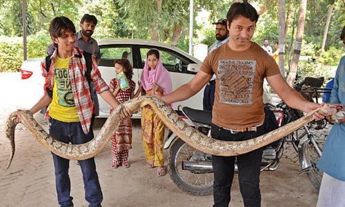10ft python killed in Bagh-i-Jinnah