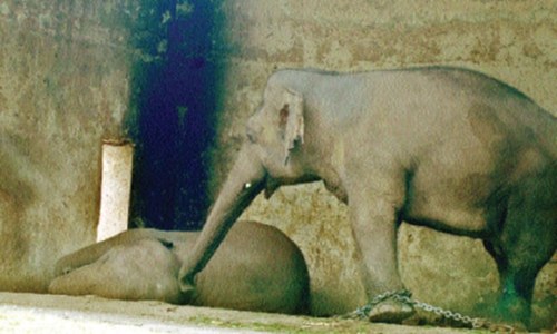 Capital may lose Kaavan the elephant