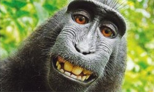 Lawsuit filed in US on behalf of monkey who snapped selfies Lawsuit filed in US on behalf of monkey who snapped selfies
