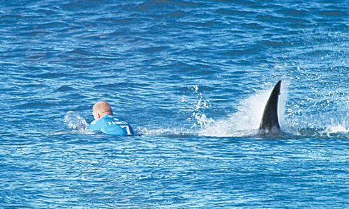 Australia to test new technology after wave of shark attacks