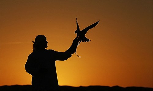 22 saker falcons seized from intercity bus by Rangers