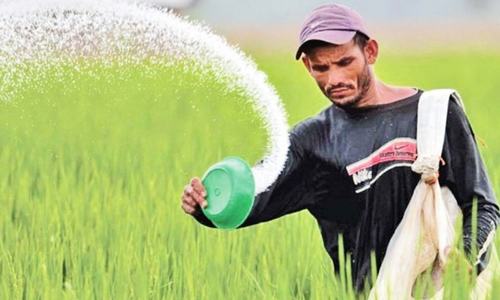 Delay in DAP subsidy to hurt wheat growers in Sindh