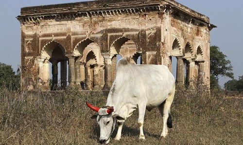 Holy cow: India's bovine protectors are milking an old script Holy cow: India's bovine protectors are milking an old script