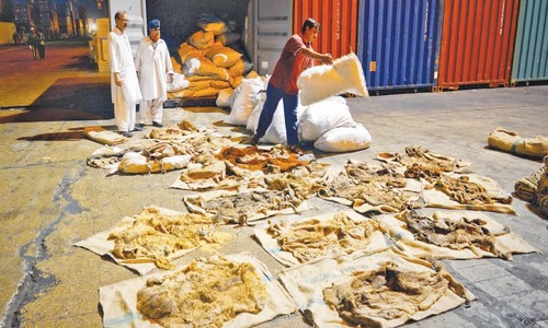 Donkey hides cleared by Punjab govt for export confiscated