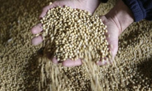 Pakistan to import 70,000 tonnes canola, 40,000 tonnes soymeal