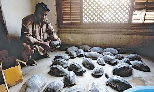 Turtles found at Seaview handed over to wildlife officials Turtles found at Seaview handed over to wildlife officials