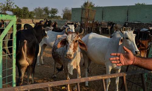 India's Cow Protection Squad: Mobs rule as religious debate rages India's Cow Protection Squad: Mobs rule as religious debate rages