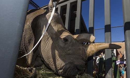 Endangered white rhino dies at San Diego zoo