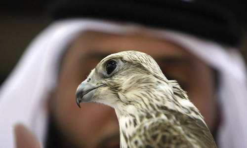 Qatar royals given special permits to import 200 falcons