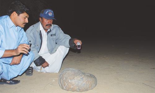 Rescued pangolin released into the wild