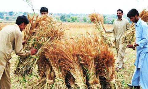 ‘12pc small farmers produce 80pc of world food’ ‘12pc small farmers produce 80pc of world food’