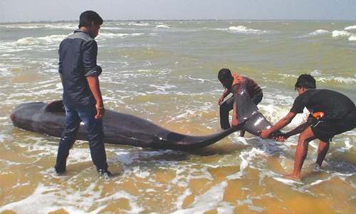 45 whales die after stranding on Indian beach