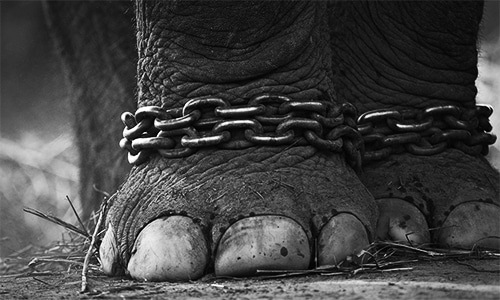 CDA chains Kaavan the elephant again