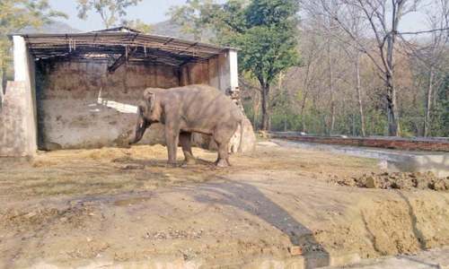 Kaavan &mdash; Marghazar Zoo&rsquo;s only attraction