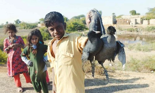 How bird hunters turned to wildlife conservation